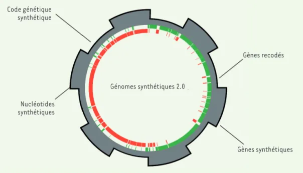 Figure 3. Les génomes synthé- synthé-tiques du futur. Les progrès  de la génomique synthétique  mèneront à des génomes  ayant des propriétés  diffé-rentes de celles observées  dans la nature