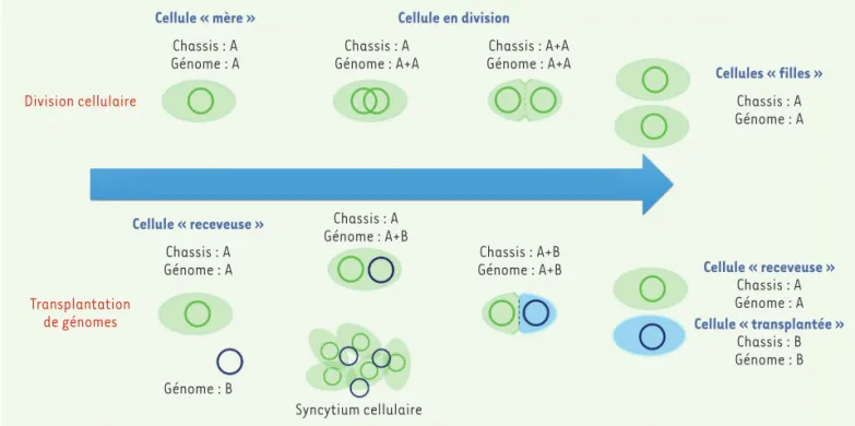 Figure 2. Similitudes et différences entre la division cellulaire et la transplantation de génomes chez les bactéries