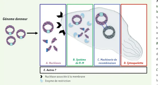 Figure 4. Obstacles potentiels à la  transplantation du génome chez  les bactéries. A