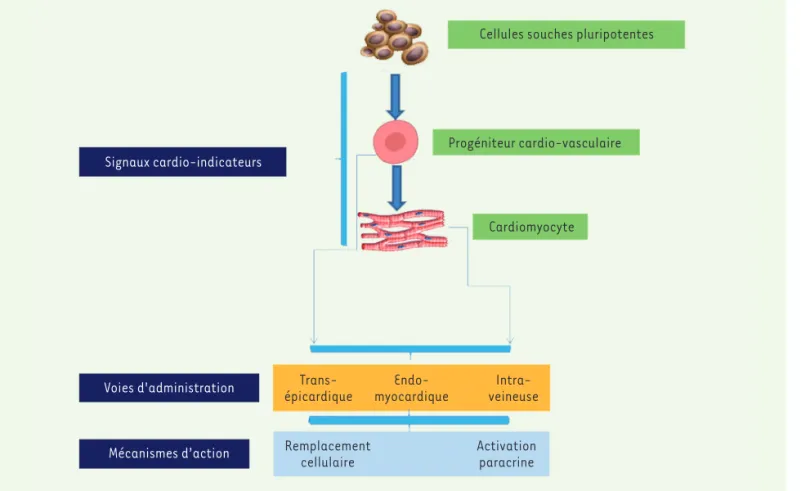 Figure 1. Les cellules souches pluripotentes dans le traitement de l’insuffisance cardiaque.