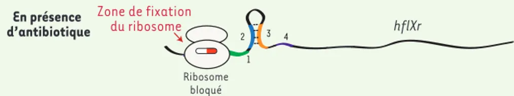 Figure 2. Mécanisme d’expression du nouveau gène de résistance hflXr. L’induction spécifique de  hflXr (r pour résistance) en présence d’antibiotique s’explique par une modulation de sa  trans-cription via un mécanisme appelé atténuation, par lequel une ré