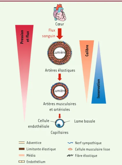 Figure 4. La densité d’innervation sympathique artérielle est corrélée à la néces- néces-sité de contrôler le flux sanguin