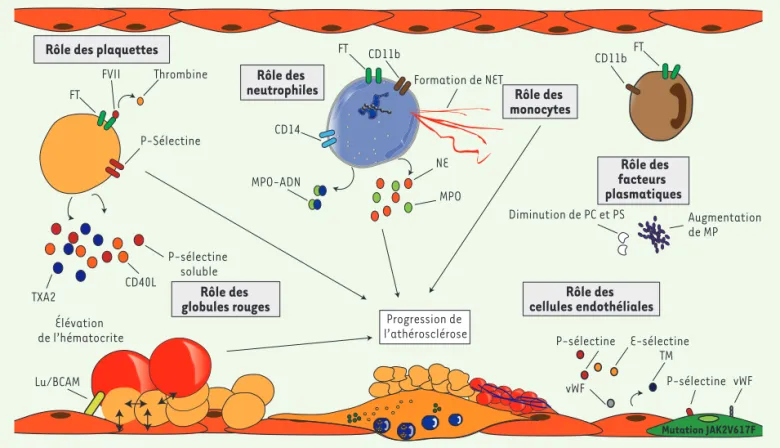 Figure 1. Physiopathologie de la thrombose au cours des néoplasies myéloprolifératives (NMP) avec mutation JAK2V617F