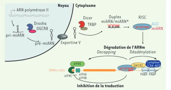 Figure 1. Biogenèse et fonction canoniques  des miARN. Les gènes de miARN sont  trans-crits par l’ARN polymérase II en  précur-seur primaire de microARN (pri-miARN)  qui est clivé dans le noyau par le complexe  Microprocesseur (Drosha et son cofacteur  DGC