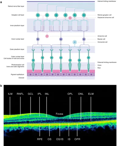 Figure 3. Retinal layers and their cell composition (Britze, Pihl-Jensen, and Frederiksen 2017) 