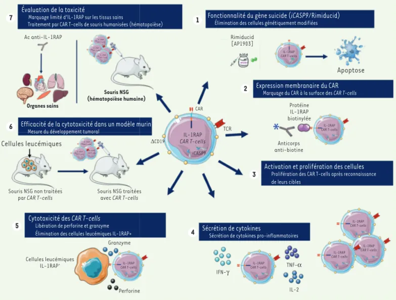 Figure 2. Tests in vitro et dans un modèle murin de l’efficacité d’une immunothérapie par CAR T-cells ciblant des cellules leucémiques exprimant  IL-1RAP
