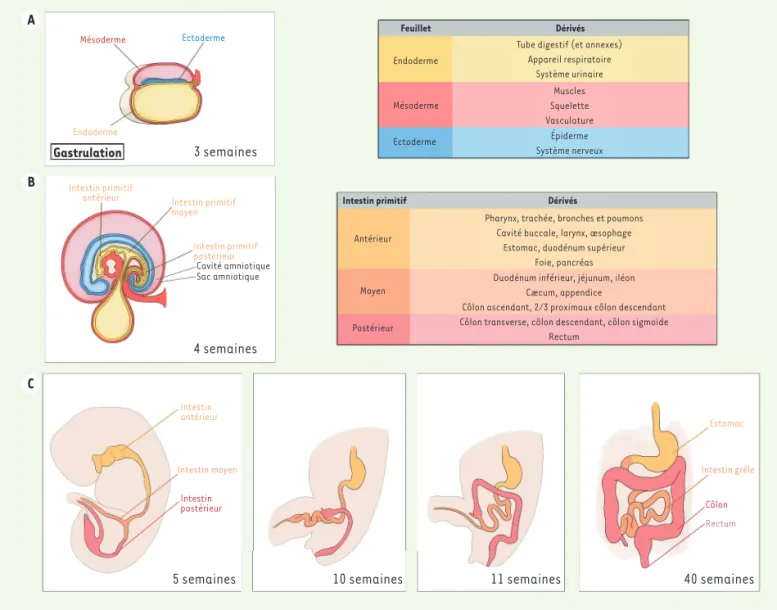 Figure 1. Développement embryonnaire de l’intestin. A. À 3 semaines de gestation, la gastrulation commence et donne naissance aux trois feuillets  embryonnaires : l’ectoderme, le mésoderme et l’endoderme