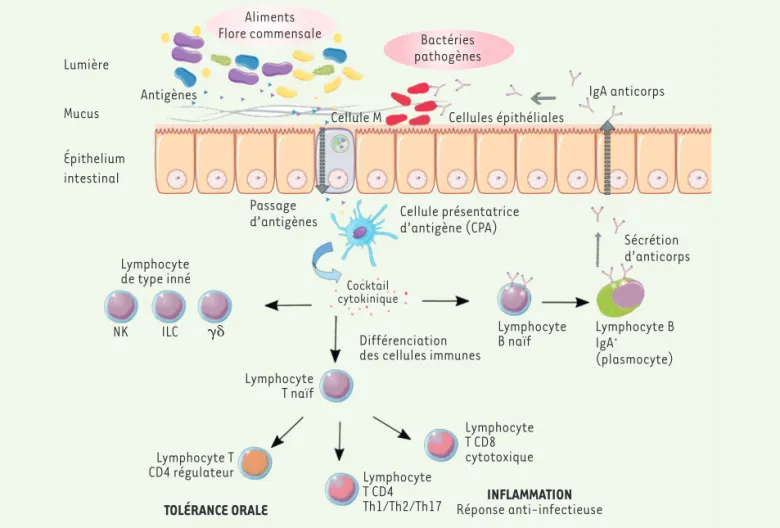 Figure 1. L’immunité mucosale intestinale, un fin équilibre entre tolérance et inflammation.