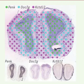 Figure 1. Localisation des transcrits par « transcriptomique  spatiale ». En haut : coupe de bulbe olfactif de souris montrant  la localisation des plots du microarray, colorés selon le code  indiqué en haut si l’expression du gène correspondant est  impor