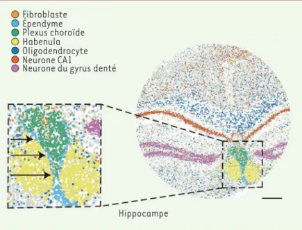 Figure 2. Image d’une coupe coronale d’hippocampe de  souris obtenue par la technique Slide-seq