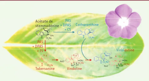 Figure 1. Caractérisation des enzymes de la voie  de biosynthèse menant à la catharanthine et  à la tabersonine