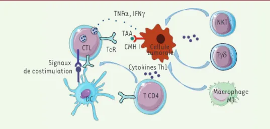 Figure 1. Les cellules effectrices du système immunitaire reconnaissent et tuent les cellules tumo- tumo-rales