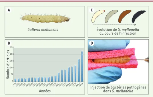 Figure 1. A.  Photographie d’une larve  de  Galleria mellonella. B. Évolution du  nombre de publications mentionnant  Galleria mellonella sur la période  1998-2018