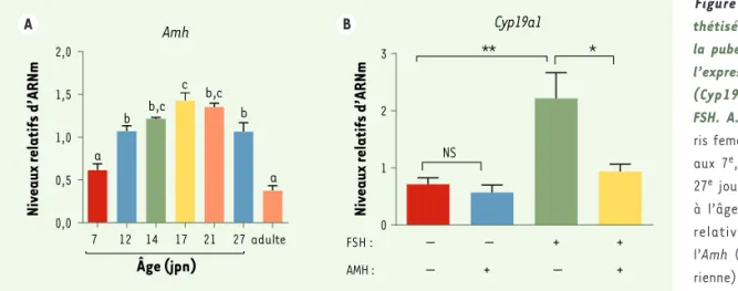 Figure 1.  L’AMH est syn- syn-thétisée par l’ovaire avant  la puberté et inhibe ex vivo  l’expression de l’aromatase  (Cyp19a1) induite par la  FSH