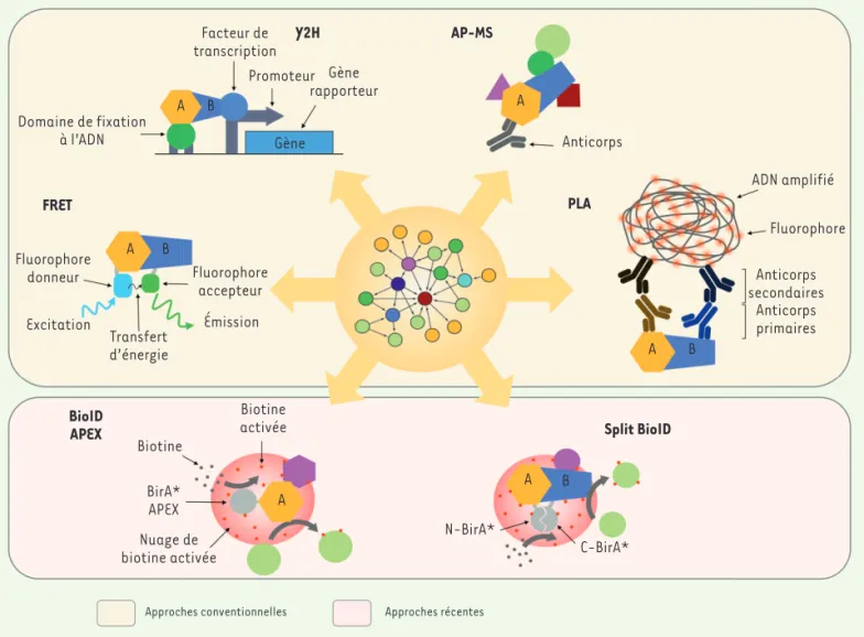 Figure 1. Vue d’ensemble des techniques d’identification des interactions protéine-protéine