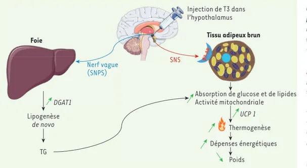 Figure 1. Régulation du méta- méta-bolisme lipidique périphérique  par l’action des hormones  thy-roïdiennes au niveau de  l’hypo-thalamus