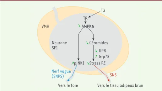 Figure 2. Action centrale des hormones thyroïdiennes sur la régulation du métabolisme lipi- lipi-dique