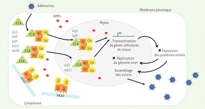 Figure 1. Mimétisme moléculaire par les protéines E1A des adénovirus des protéines AKAP