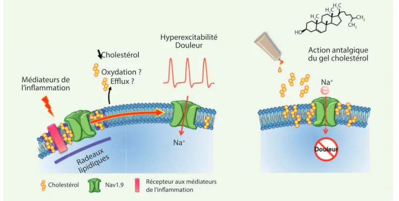 Figure 1. Régulation de la douleur inflammatoire par le cholestérol membranaire. Les radeaux lipidiques, constitués majoritairement de cholestérol  et de sphingolipides, permettent le confinement de divers partenaires protéiques, dont le canal Nav1.9, à la