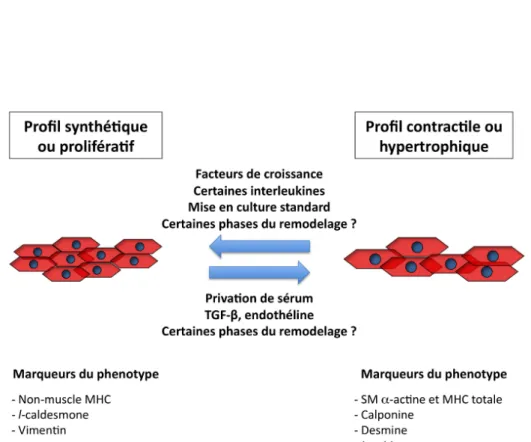 Figure 5. Profils prolifératif et contractile des myocytes. 