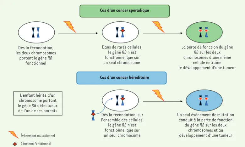 Figure 1. Hypothèse de Knudson. RB : gène suppresseur de tumeurs associé au rétinoblastome.