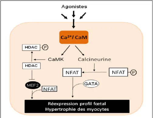 Figure 1.9 Activation des protéines dépendantes du Ca 2+  associées avec le  développement de l’hypertrophie