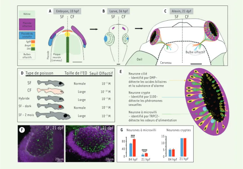 Figure 2. Développement et composition neuronale de l’épithélium olfactif. A-B-C. Développement comparatif des poissons cavernicoles (CF) et  de surface (SF)