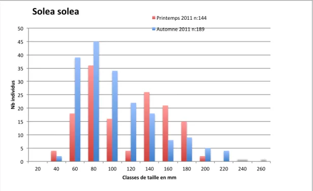 Figure 9 : Distribution en taille des captures de sole commune (Solea solea) réalisées au petit  chalut à perche en Charente en 2011 