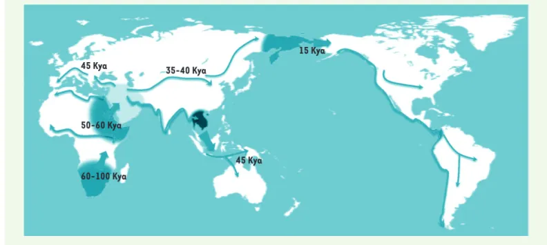 Figure 2. Schéma possible de la grande expansion. La carte montre la sortie d’Afrique (50-60 000 ans), la séparation des voies vers l’Europe et  vers l’Asie, le peuplement de l’Australie et de l’Amérique, en supposant des conditions géographiques permettan