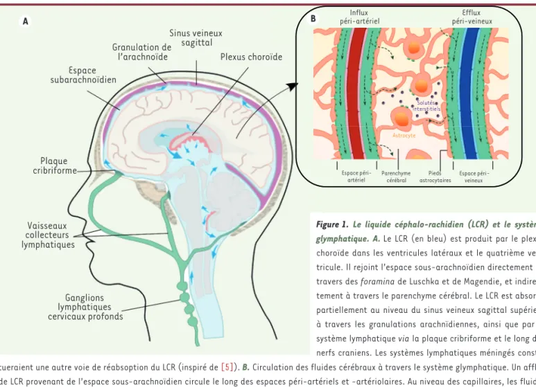Figure 1. Le liquide céphalo-rachidien (LCR) et le système  glymphatique. A.  Le LCR (en bleu) est produit par le plexus  choroïde dans les ventricules latéraux et le quatrième  ven-tricule