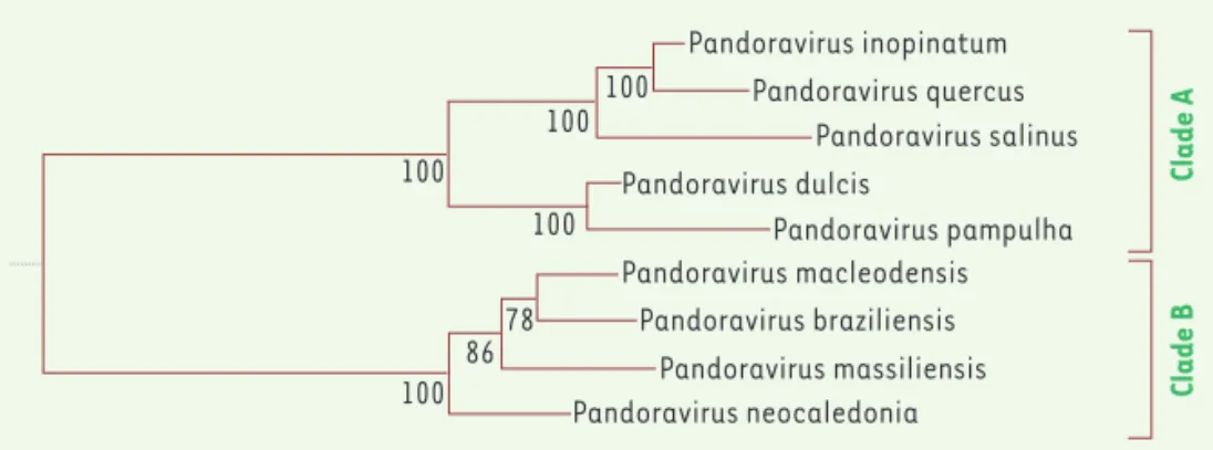 Figure 1. Classification des Pandoraviridae. Bien qu’encore peu fournie, la famille des Pandoravirus se  divise déjà clairement en deux sous-groupes (clades A et B) engagés dans un processus de  diversifica-tions distinctes