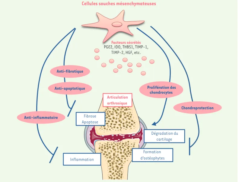 Figure 2. Intérêt des cellules souches mésenchymateuses dans l’arthrose. Les cellules souches mésenchymateuses possèdent des propriétés fonction- fonction-nelles ayant un intérêt thérapeutique dans l’arthrose