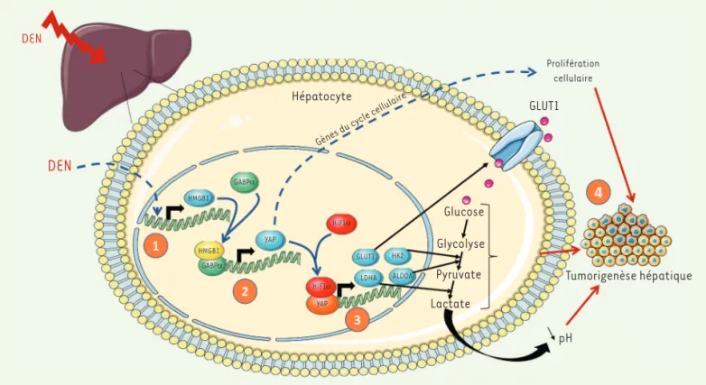 Figure 1. Mécanisme de facilitation de la tumorigenèse hépatique par HMGB1 et YAP. Un traitement par le DEN induit l’expression précoce d’HMGB1  dans les hépatocytes (1)