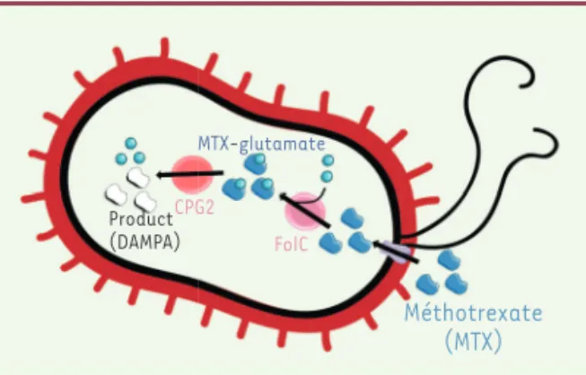 Figure 1. Voie de biotransformation du méthotrexate dans E. coli. Les gènes folc  et cpg2 ont été introduits dans la souche E