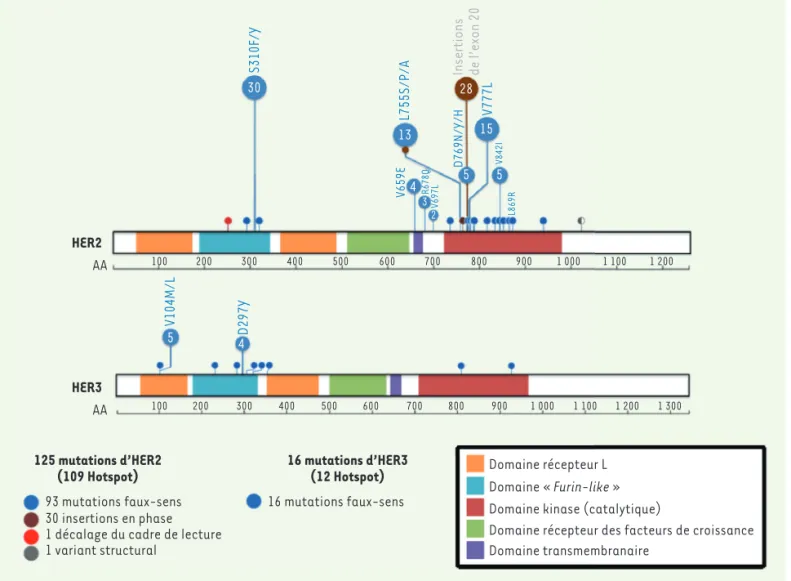 Figure 1. Distribution des mutations HER2/HER3 identifiées dans l’étude SUMMIT. Chaque mutation HER2 (human epidermal growth factor receptor  2) et HER3 rapportée dans l’étude SUMMIT est représentée sur la protéine par un cercle dont la couleur indique le 
