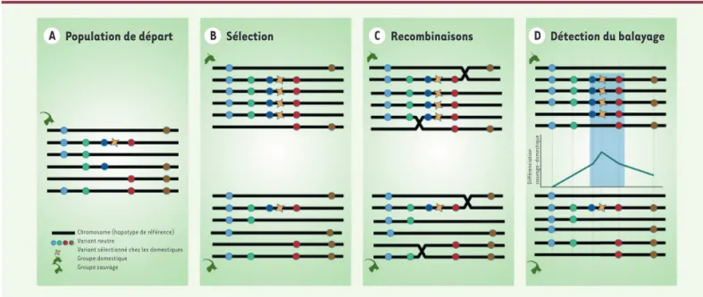 Figure 1.  Balayage sélectif : mécanisme et dé tection. A.  Représentation simplifié e d’un é chantillon d’haplotypes repré sentant la variabilité   gé né tique d’une population sauvage