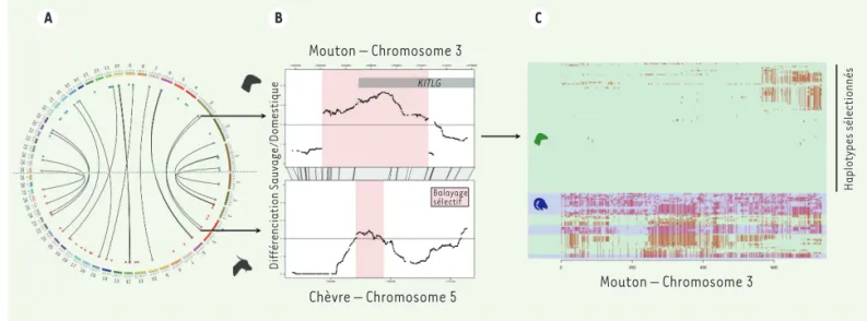 Figure 2. Caracté risation des ré gions gé nomiques influencé es par la domestication chez la chè vre et le mouton