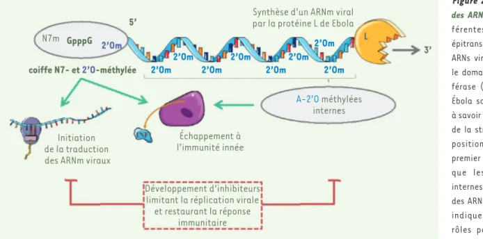 Figure 2.  Modification  des ARN viraux. Les  dif-férentes modifications  épitranscriptomiques des  ARNs viraux induites par  le domaine  méthyltrans-férase (MTase) du virus  Ébola sont représentées,  à savoir des méthylations  de la structure coiffe en  p