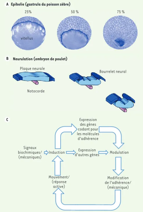 Figure 1.  Morphogénèse et mécanobiologie. 