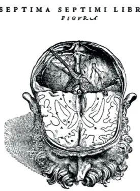 Figure 1 - Première représentation de la substance blanche par  Vésale au XVI e  siècle, voir D « candicans cerebri substantia »  traduit du latin par « substance blanche brillante du cerveau ».
