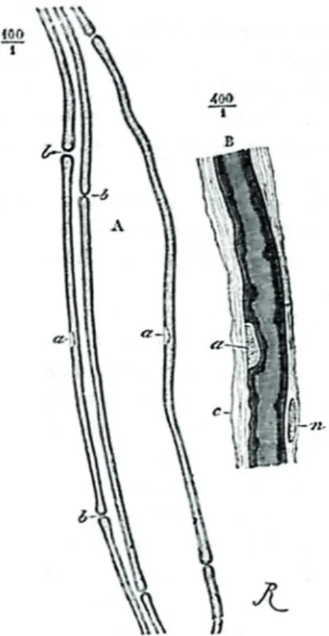 Figure 3 - Une des premières colorations à l’acide osmique de la  myéline en noir qui permit à Ranvier de découvrir les nœuds et  les noyaux en 1872, nerfs sciatiques du chien et de la grenouille