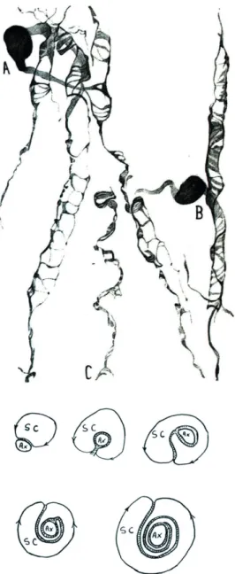 Figure 4  - Partie supérieure : deux oligodendrocytes  (A &amp; B) enlaçant des axones colorés au carbonate d’argent par  Río-Hortega en 1928 (Courtoisie de la faculté de médecine de  Valladolid), bulbe du chat.