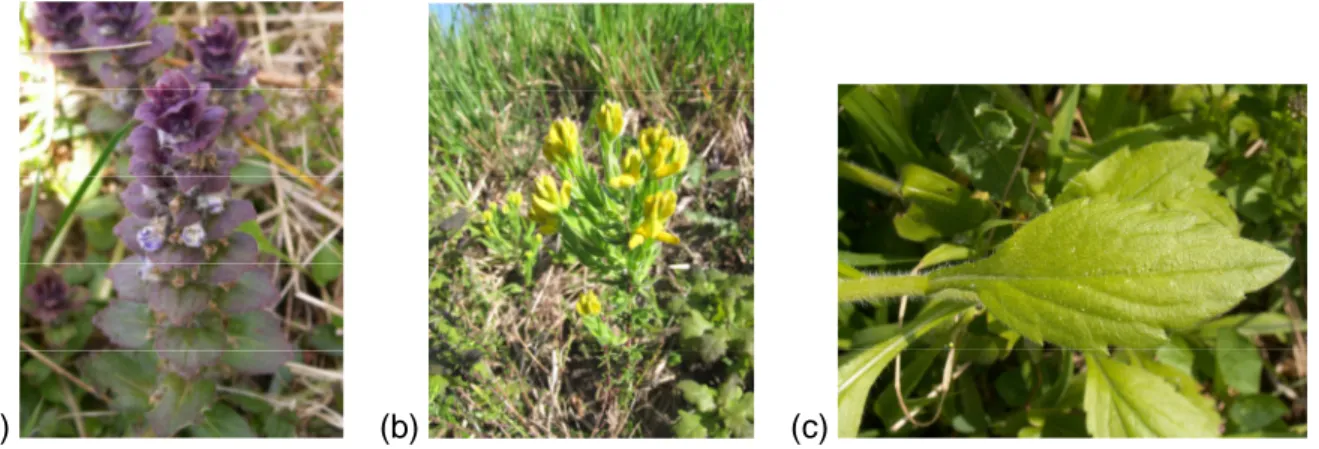 Figure  2.  Exemples  d'espèces  patrimoniales  et  néophytes  rencontrées  sur  les  routes  forestières  en  forêt  domaniale d'Orléans : (a) le Bugle de l'ouest (Ajuga occidentalis) est une espèce protégée et vulnérable en région  Centre, inventoriée su