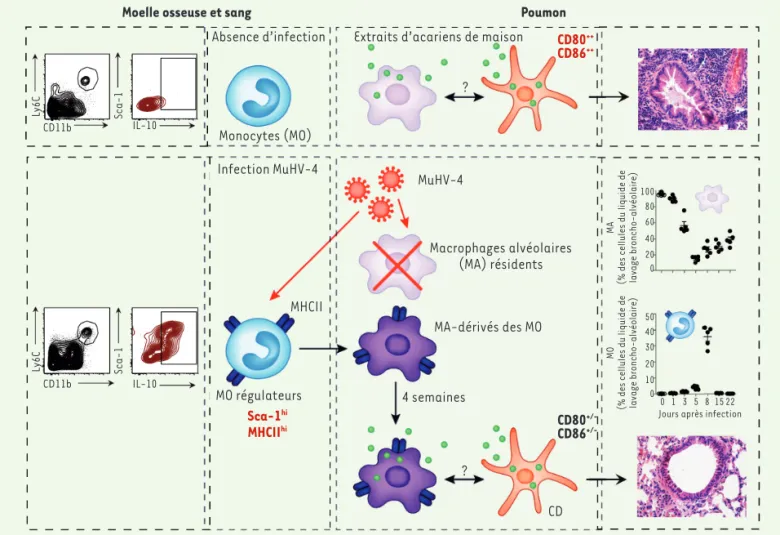Figure 2.  L’infection par un gammaherpèsvirus protège du développement de l’asthme allergique en remplaçant les macrophages alvéolaires  résidents par des monocytes régulateurs