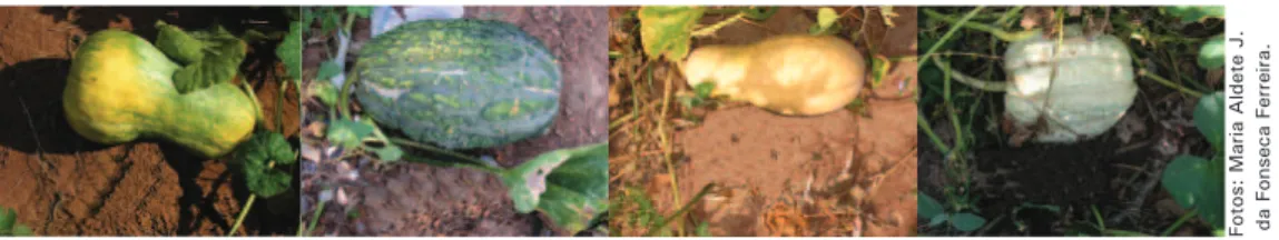 Figura 2. Variabilidade em frutos de abóbora (C. moschata e C. maxima) na Comunidade Furado da  Onça, Porteirinha, MG.