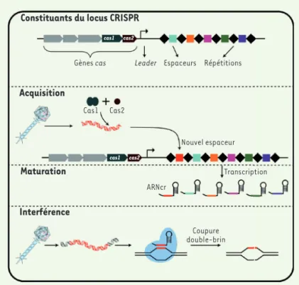 Figure 1.  Éléments et fonctions de base du système CRISPR-Cas. Le système  CRISPR-Cas est constitué des gènes cas (CRISPR-associated), du locus CRISPR  (clustered regularly interspaced palindromic repeats), et d’une séquence  leader