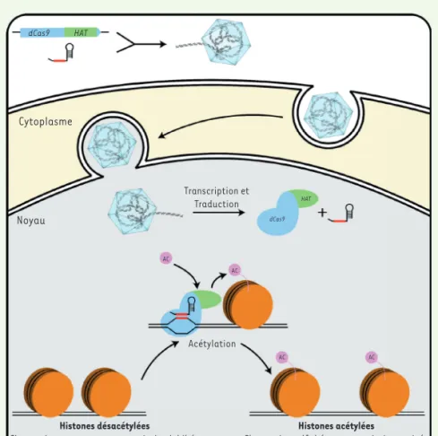 Figure 2. La protéine de fusion dCas9-HAT module  l’expression des gènes par modifications  épi-génétiques