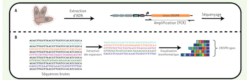 Figure 4. Discrimination de plusieurs souches bactériennes en utilisant l’information du locus CRISPR