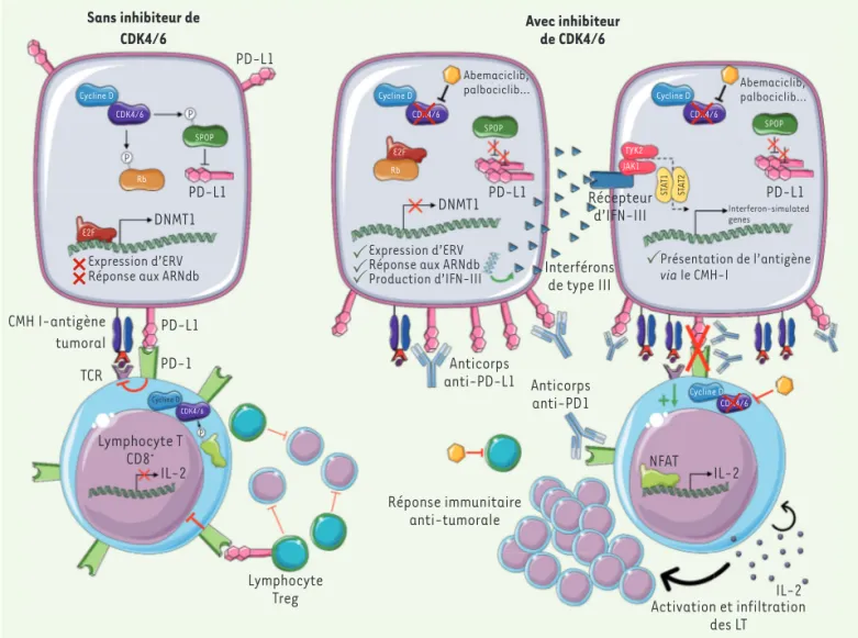 Figure 1. Mécanismes d’action des inhibiteurs de CDK4/6 en lien avec la réponse immunitaire