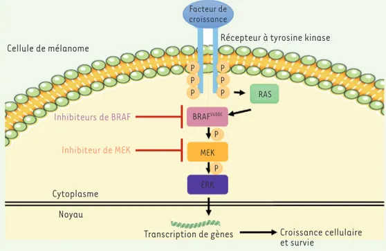 Figure 1.  Schéma de la voie MAP- MAP-kinase et ses inhibiteurs dans une  cellule de mélanome porteuse de la  mutation de BRAF V600E .